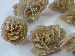 Rose des sables